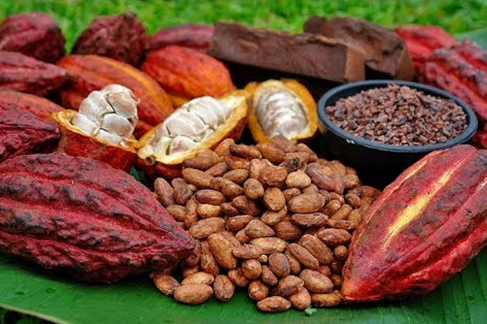 Cotaiile-la-cacao-sunt-n-scdere-dup-creterea-record-din-martie