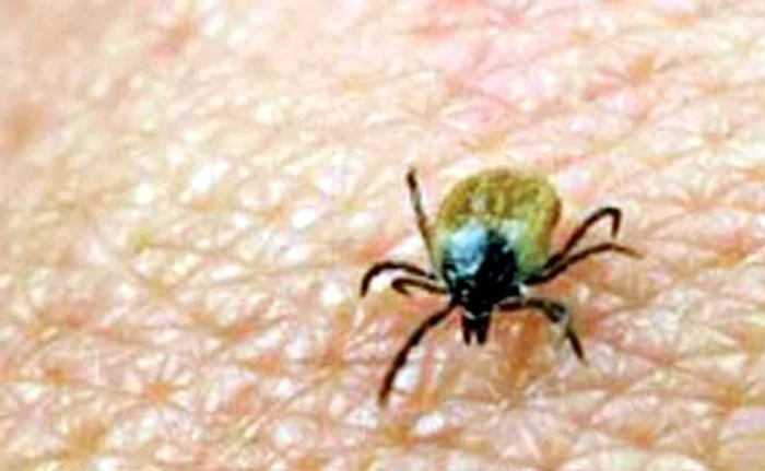 -Cpuele-au-furat-startul-n-primvara-aceasta-Insectele-un-real-pericol-deoarece-transmit-de-boli-cumplite