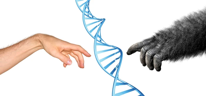 De-ce-oamenii-din-preistorie-i-au-pierdut-coada-n-timpul-evoluiei-Studiul-cercettorilor-americani-