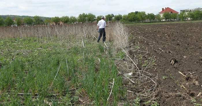 Decizia-guvernului-cu-privire-la-terenuri-derogarea-la-4-prloag-pe-terenurile-agricole