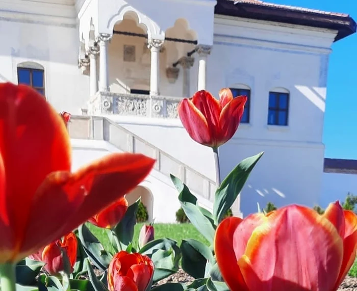 Doamna-Maria-Brncoveanu-unica-lalea-olandez-cu-nume-romnesc-se-gsete-la-Palatul-de-la-Potlogi-FOTO