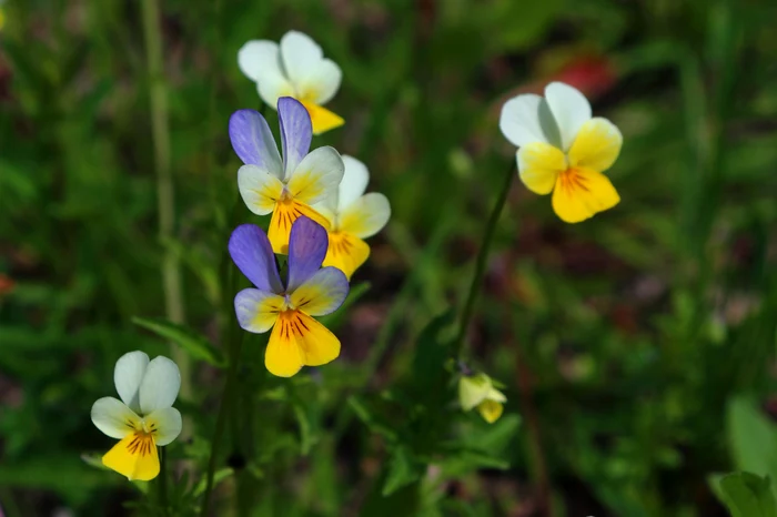 Evoluia-nu-este-un-mit-Florile-ncep-s-se-auto-polenizeze-n-lipsa-insectelor