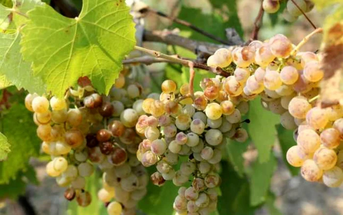 Fermierii-australieni-scot-din-pmnt-milioane-de-butuci-de-vie-pe-fondul-superofertei-de-vin