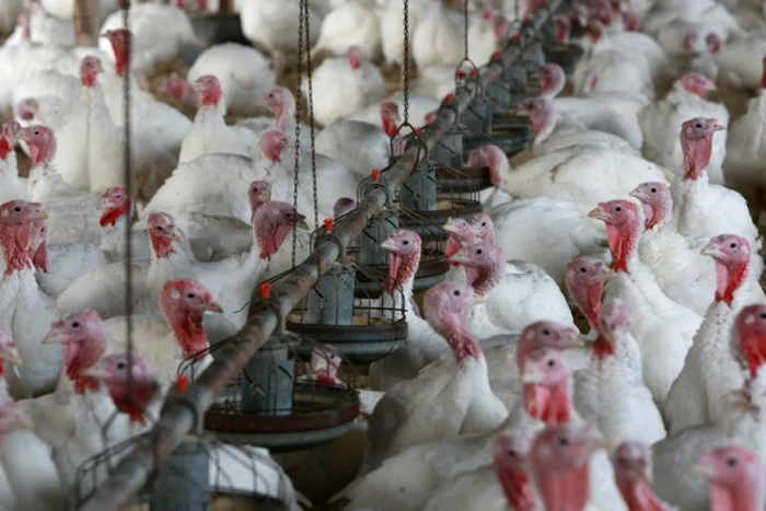 Germania-i-Danemarca-anun-descoperirea-unor-focare-de-grip-aviar-nalt-patogen-H5N1