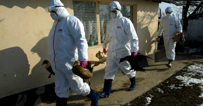 Gripa-aviar-devine-o-ameninare-pentru-omenire-Autoritile-medicale-se-tem-c-virusul-care-ucide-psrile-se-va-adapta-la-specia-uman