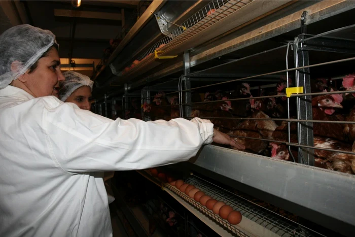 INS-Producia-de-carne-de-pasre-a-Romniei-s-a-majorat-n-ianuarie-