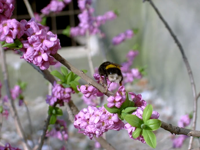 Imagini-superbe-cu-o-plant-slbatic-rar-vzut-recent-n-Maramure-Pe-ct-e-de-frumoas-pe-att-e-de-otrvitoare-FOTO