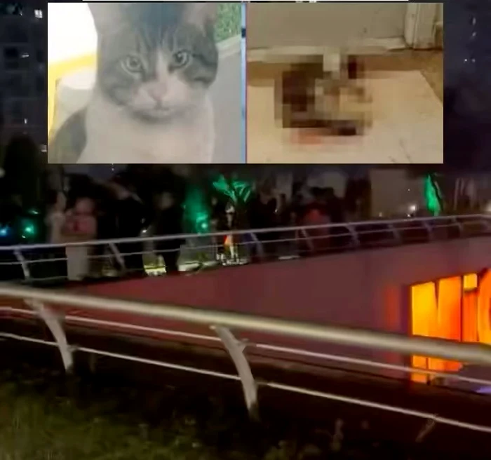 -Justice-for-Eros-brbat-condamnat-la-peste-doi-ani-de-nchisoare-pentru-uciderea-unei-motan-n-Turcia