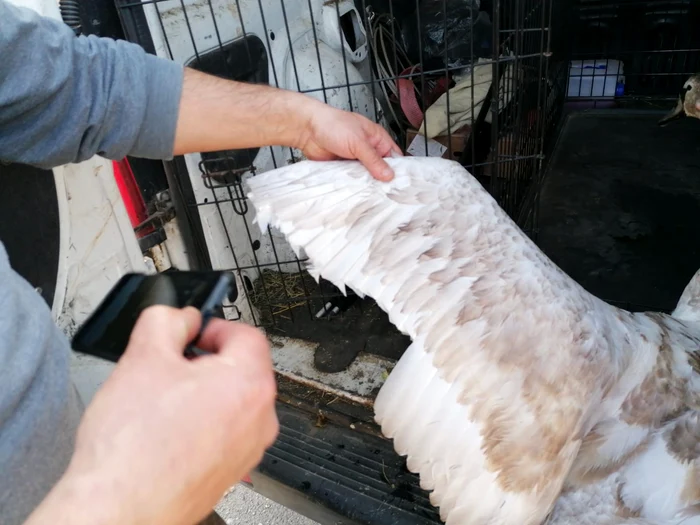 Lebd-mutilat-n-Maramure-probabil-pentru-a-fi-inut-captiv-Poliia-animalelor-i-caut-pe-fptai