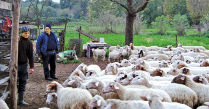 Legea-junglei-n-Romnia-substanele-de-uz-veterinar-se-vnd-la-liber