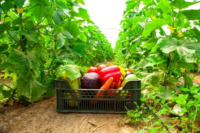 Legumele-din-serele-din-sudul-rii-pline-de-pesticide-Care-sunt-cele-mai-toxice-legume-romneti-