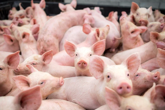 MADR-aprob-un-ajutor-de-stat-de-peste-390-de-milioane-de-lei-pentru-cresctorii-de-animale