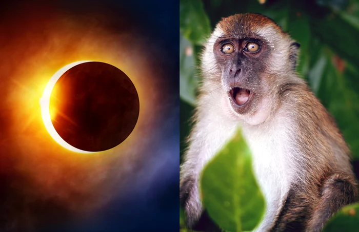 Modul-ciudat-n-care-au-reacionat-animalele-la-eclips-NASA-cere-ajutorul-oamenilor-pentru-a-le-studia
