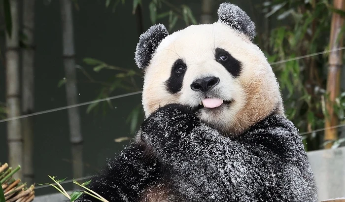 Numrul-urilor-panda-care-triesc-n-slbticie-n-China-se-apropie-de-1900-de-exemplare