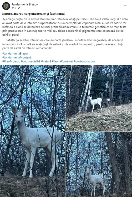 O-apariie-rar-n-fauna-Romniei-Imaginea-a-fost-surprins-de-jandarmii-montani