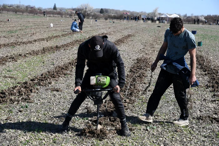 O-cmpie-unde-se-cultiva-gru-transformat-n-pdure-Unde-n-Romnia-se-ntmpl-acest-lucru-FOTO