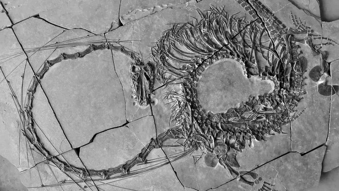 O-fosil-dragon-veche-de-240-de-milioane-de-ani-descoperit-n-sudul-Chinei