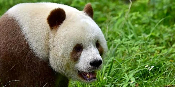 O-specie-de-uri-panda-alb-maro-triete-n-munii-Chinei-Cum-au-aprut-potrivit-oamenilor-de-tiin-