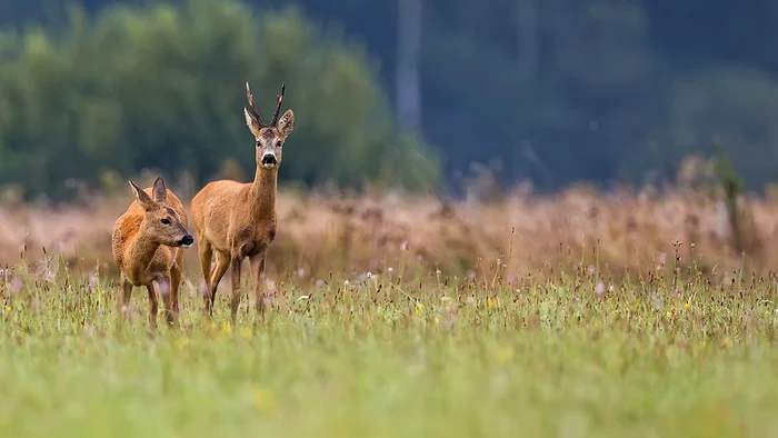 Parc-de-cprioare-i-cerbi-loptari-un-proiect-inedit-la-Brila-Vizitatorii-vor-putea-hrni-i-fotografia-animalele