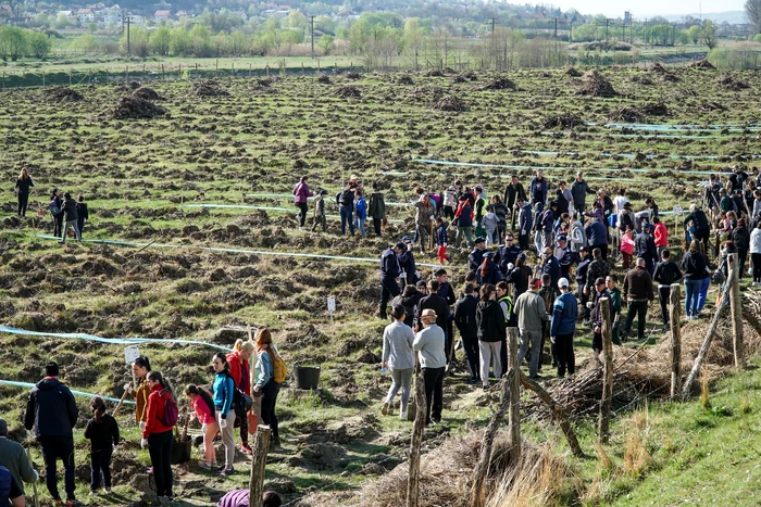 Pdure-plantat-de-la-zero-n-oraul-domnesc-Sute-de-voluntari-mii-de-puiei-cteva-ore-