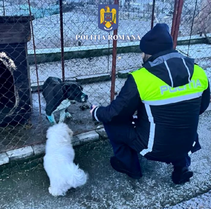 Percheziii-la-persoane-bnuite-de-organizarea-de-lupte-ntre-cini--Proprietarul-animalelor-a-fost-amendat