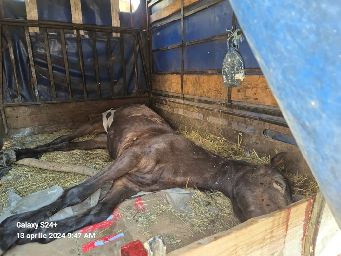 Poliist-la-un-pas-s-fie-btut-ntr-un-cartier-din-Trgu-Jiu-El-urmrea-o-main-care-transporta-un-cal-mort