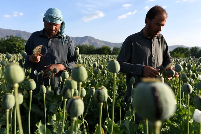 Producia-de-opiu-n-Afganistan-a-sczut-cu-95-dup-ce-talibanii-au-interzis-culturile-de-mac