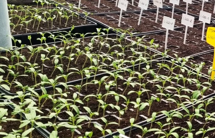 Rsaduri-de-stevia-zahrul-verde-vndute-de-o-unitate-de-cercetare-din-Romnia-Cum-a-fost-aclimatizat-aici-planta-exotic