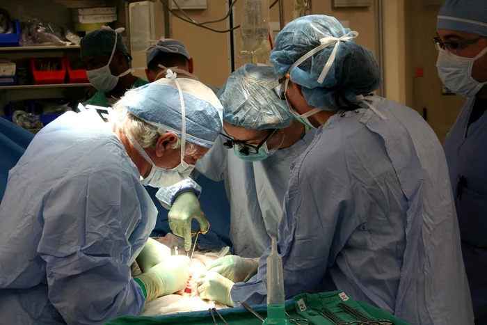 Transplantul-de-organe-de-la-animal-la-om-ar-putea-fi-posibil-cu-ajutorul-unui-medicament-spun-oamenii-de-tiin