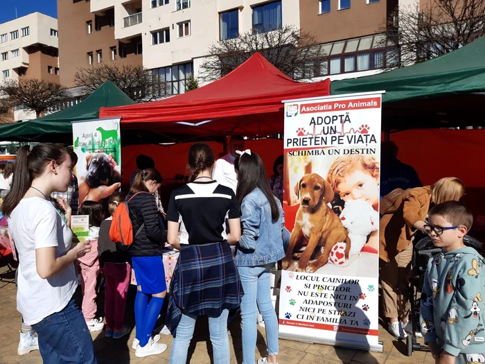 Trg-de-adopii-de-cei-i-pisici-pentru-Ziua-Internaional-a-Animalelor-fr-Stpn