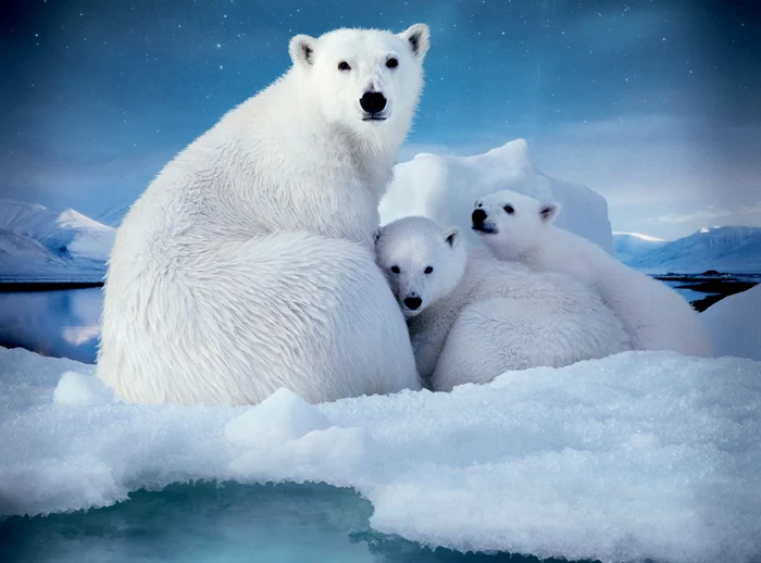 Urii-polari-ameninai-de-foamete-pe-msur-ce-gheaa-se-topete-Cum-se-adapteaz-schimbrilor-climatice-potrivit-unui-nou-studiu