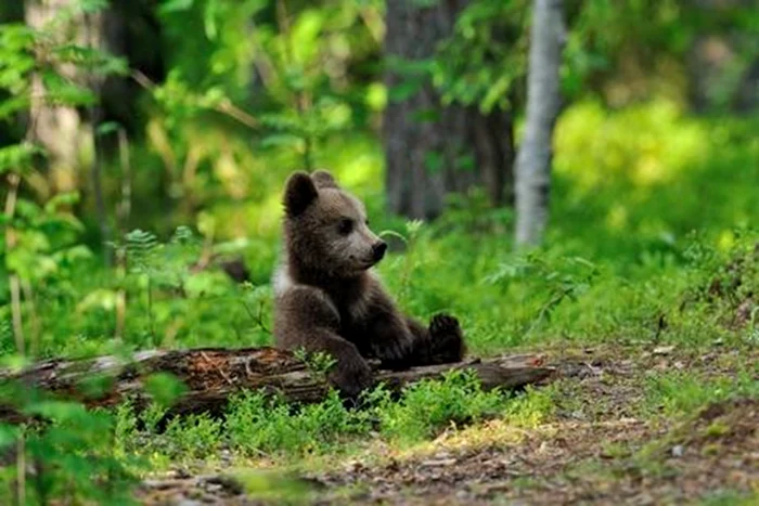 Ursul-care-a-ajuns-la-doi-pai-de-Bucureti-cutat-n-continuare-de-jandarmi-De-ce-animalele-slbatice-i-prsesc-habitatul-