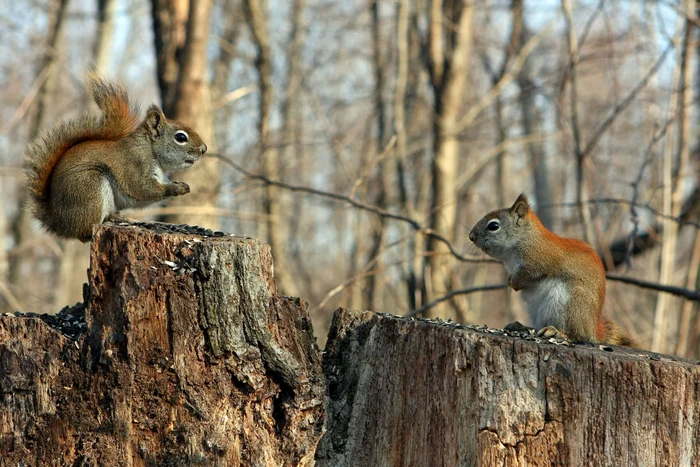 Veveriele-de-la-o-grdin-zoologic-din-Japonia-decimate-de-o-posibil-otrvire-involuntar