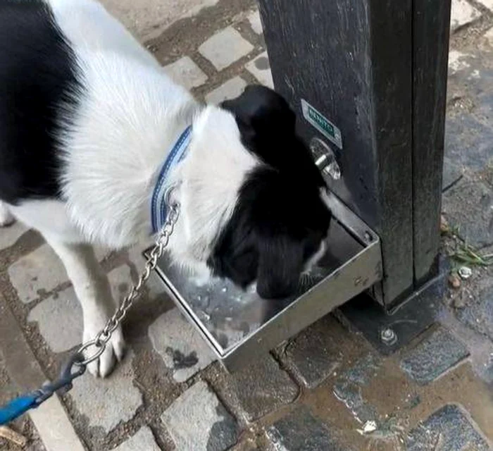 Zece-puncte-de-hidratare-pentru-cini-n-Timioara-O-investiie-cu-adevrat-prietenoas-cu-animalele
