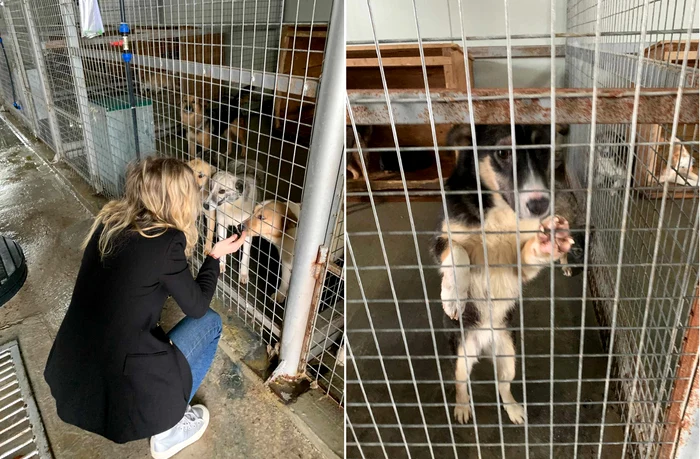 ndemn-la-adopie-i-sterilizare-de-Ziua-Animalelor-fr-Stpn-Oraul-n-care-nu-sunt-o-problem