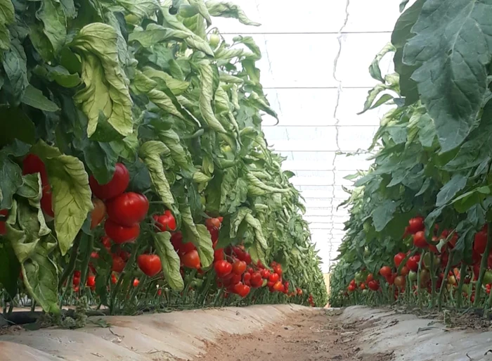 Aplicaia-care-i-bulverseaz-pe-agricultorii-din-Programul-Tomata-S-citeasc-foarte-bine-cererea-de-nscriere