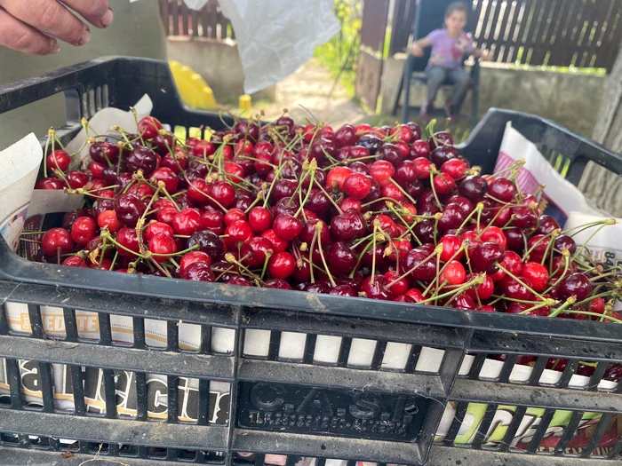 Ciree-de-mai-n-Puleti-Ct-cost-preioasele-fructe-scoase-la-vnzare-la-marginea-drumului