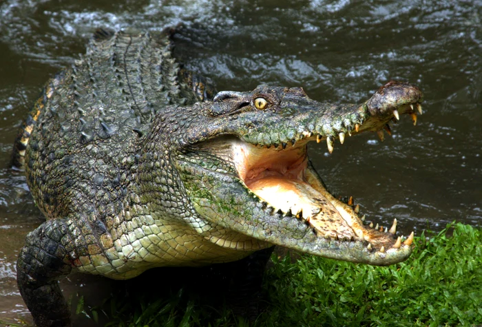 Cutremurtor-o-femeie-i-a-aruncat-fiul-de-ase-ani-s-fie-sfrtecat-de-crocodili-la-insistenele-tatlui-de-a-scpa-de-copilul-cu-handicap