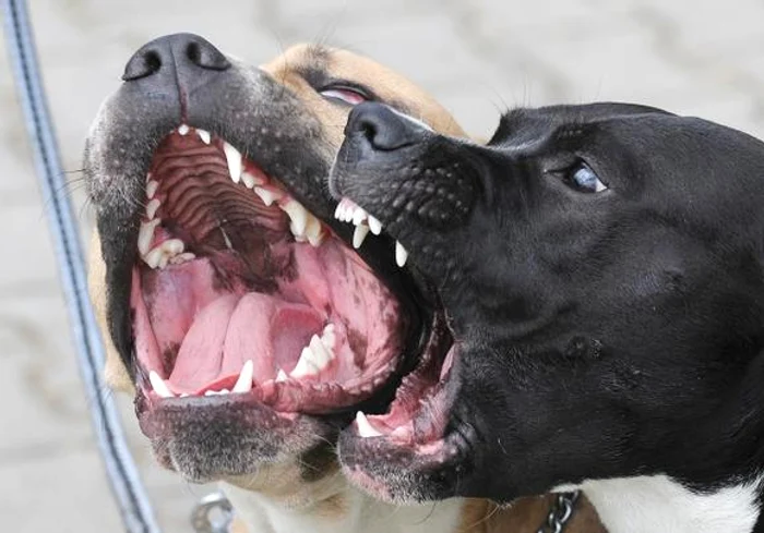 Femeie-mucat-de-doi-cini-Poliitii-au-deschis-un-dosar-penal-i-l-caut-pe-proprietarul-animalelor