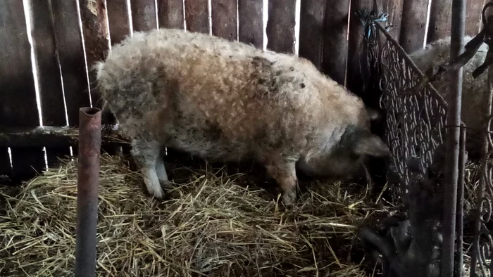 Guvernul-a-prelungit-termenul-de-nscriere-n-programul-de-susinere-a-cresctorilor-de-porci-de-ras