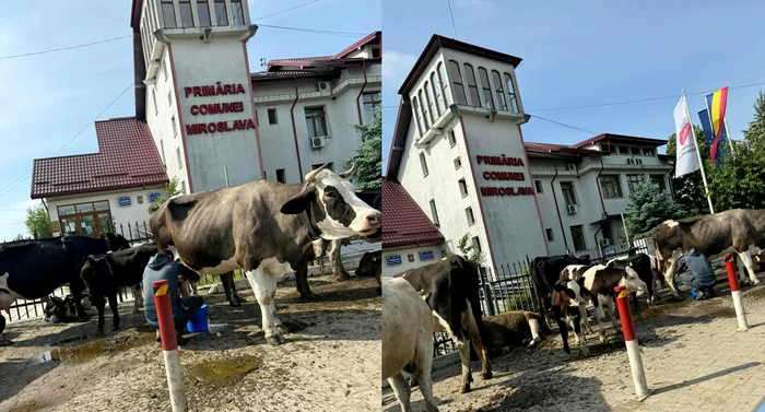 Imaginile-zilei-vin-din-Iai-A-adus-mai-multe-vaci-n-faa-primriei-unde-a-demarat-un-protest