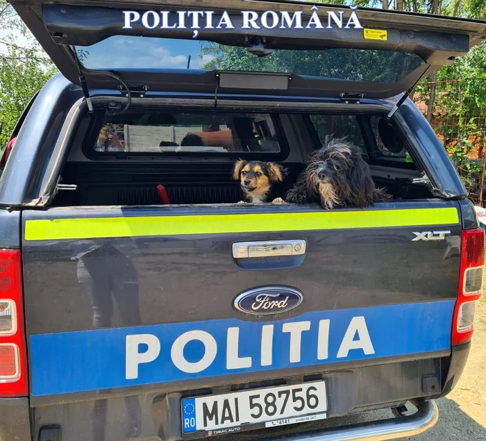O-femeie-care-i-a-lsat-cinii-pe-cmp-s-a-trezit-cu-poliitii-la-poart-La-ct-se-ridic-amenda-pentru-abandon