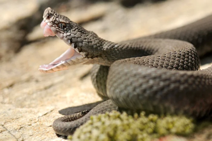Pasiunea-fatal-a-unui-tnr-a-murit-dup-ce-ar-fi-fost-mucat-de-reptilele-pe-care-le-cretea-A-ncercat-s-se-salveze-de-aia-i-a-pus-garoul