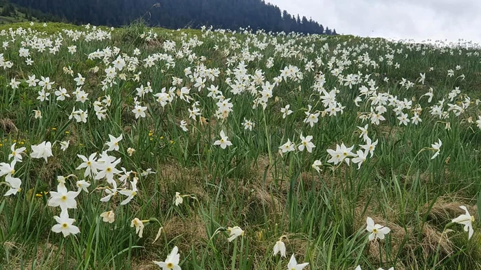 Poiana-narciselor-un-covor-de-flori-albe-aternut-la-picioarele-turitilor-FOTO