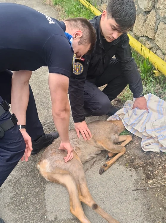 Pui-de-cprioar-salvat-de-jandarmii-braoveni-Interveniile-pentru-salvarea-animalelor-numeroase