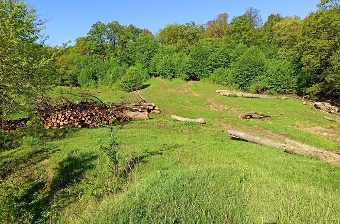 Un-sit-arheologic-de-8000-de-ani-unic-n-Europa-distrus-de-o-exploataie-forestier-FOTO