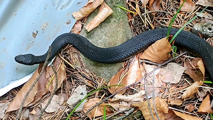 Viper-neagr-ntlnit-de-un-detectorist-de-metale-pe-o-potec-din-Munii-Buzului-Este-o-specie-destul-de-rar