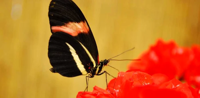 A-fost-descoperit-o-autostrad-a-insectelor-Este-considerat-una-dintre-marile-minuni-ale-naturii