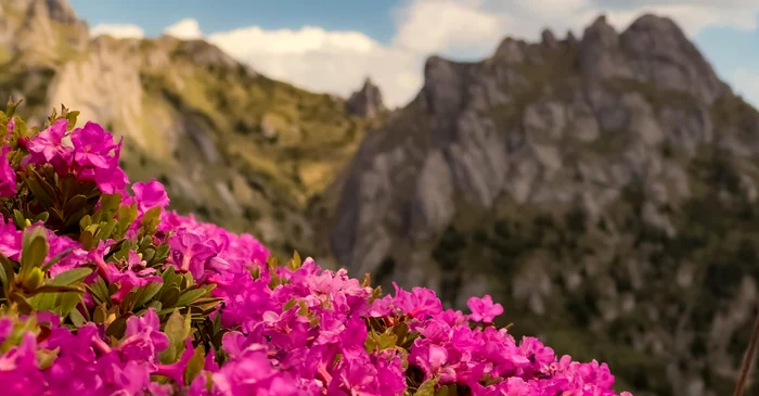 A-nceput-sezonul-bujorilor-n-Masivul-Ciuca-Traseul-care-duce-la-cea-mai-frumoas-pajite-FOTO