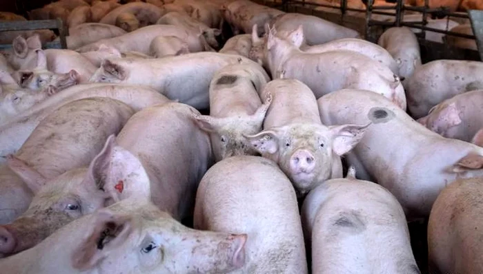 Focar-de-pest-porcin-african-ntr-o-ferm-din-judeul-Buzu-Mii-de-animale-vor-fi-sacrificate